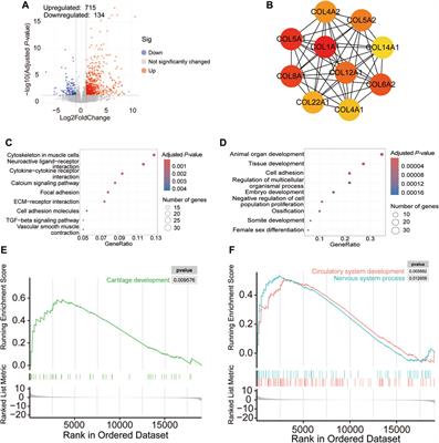 Transcriptome analysis reveals the pathogenesis of spontaneous tibial dyschondroplasia in broilers